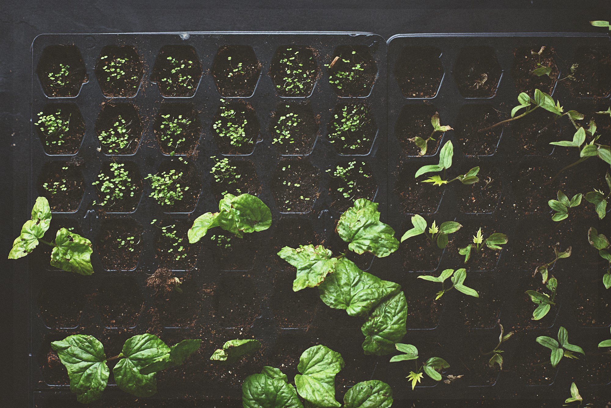 Landbúnaðurinn griðland í heimsfaraldri