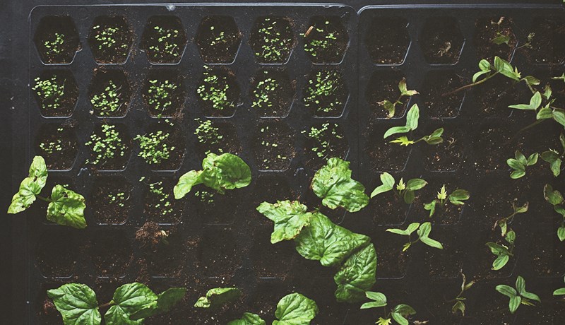 Landbúnaðurinn griðland í heimsfaraldri