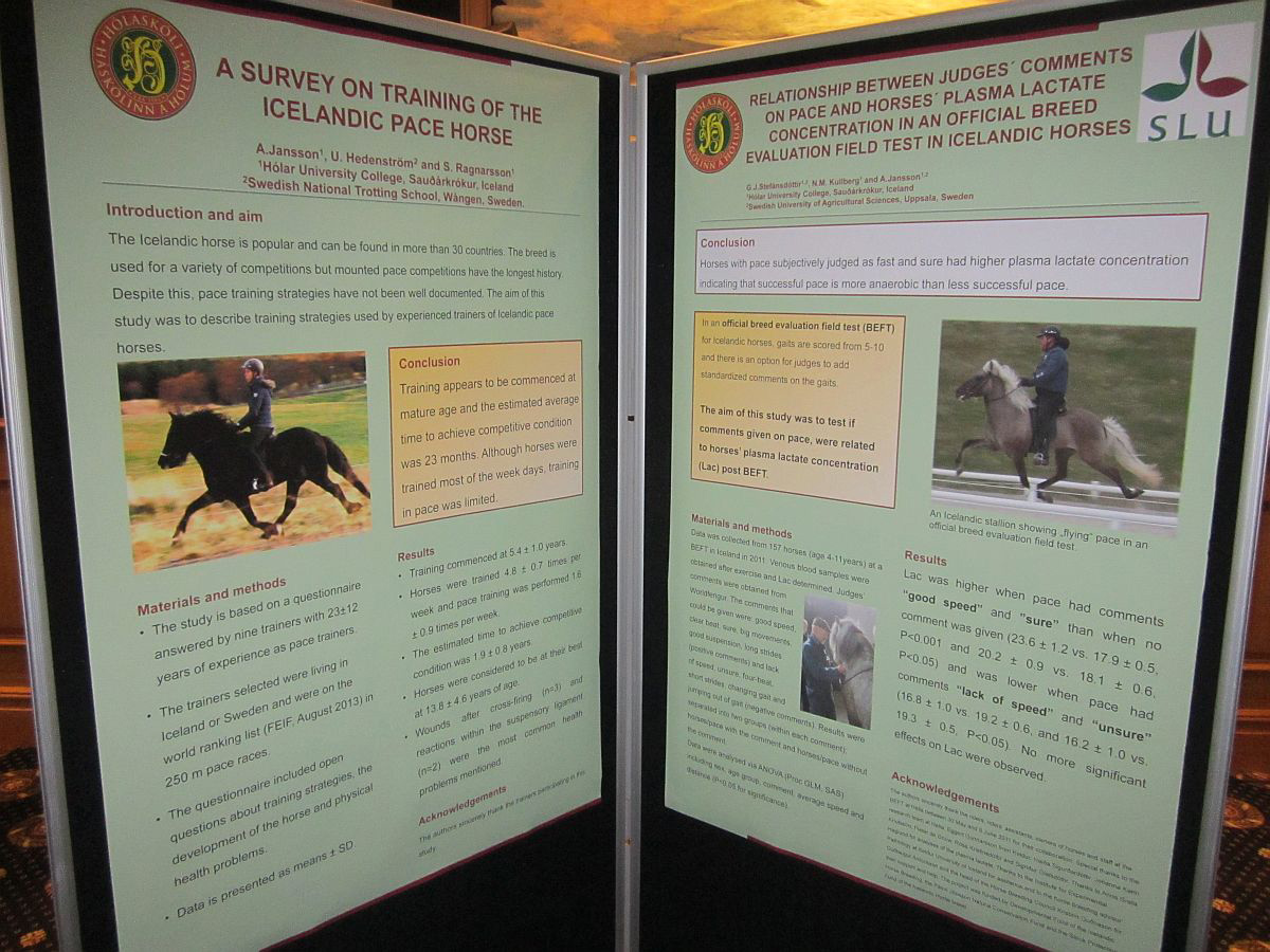 Kynnti líkamlegt álag hrossa á kynbótasýningum