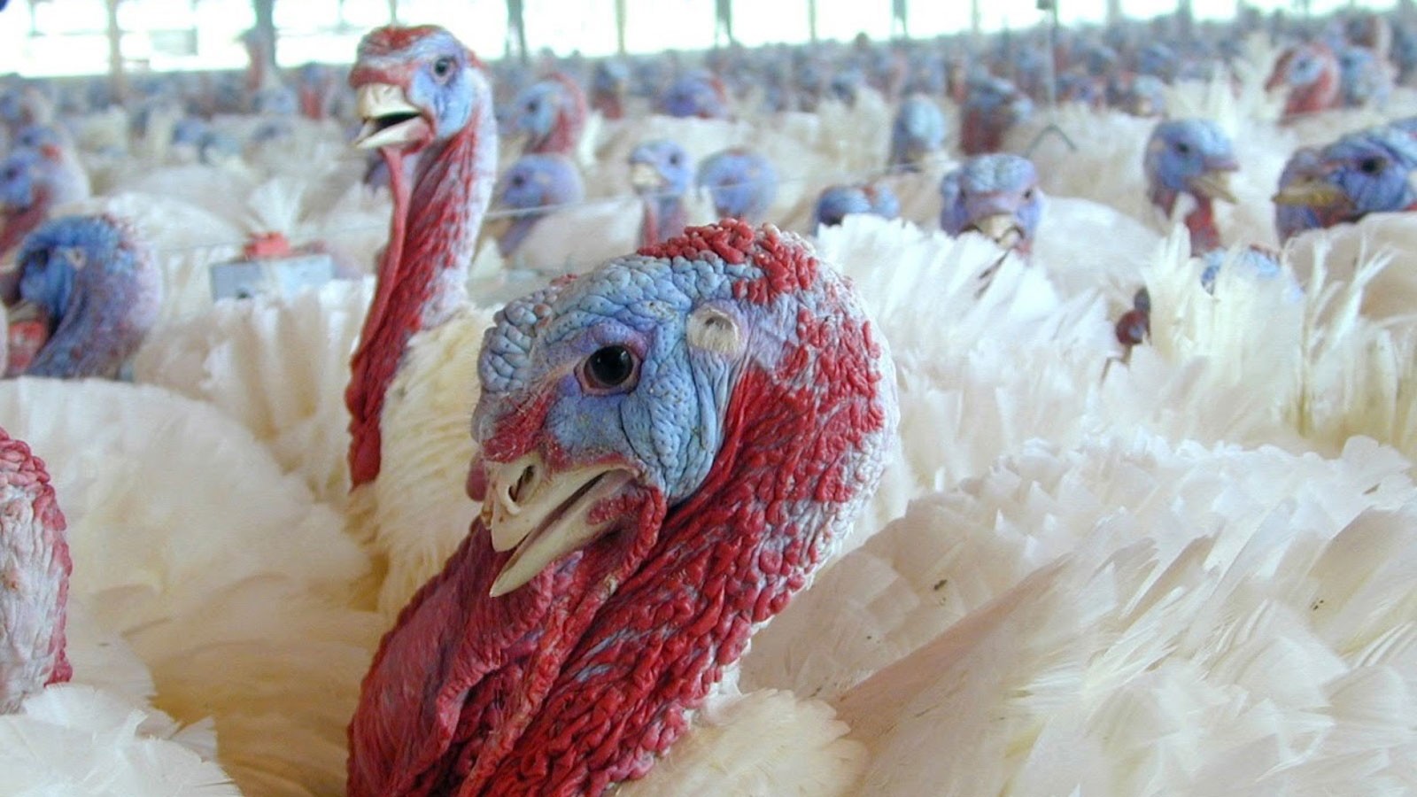 Breiðist út eins og eldur í sinu