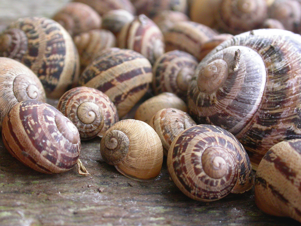 Escargot og hvítur kavíar