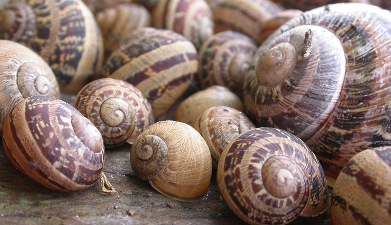 Escargot og hvítur kavíar