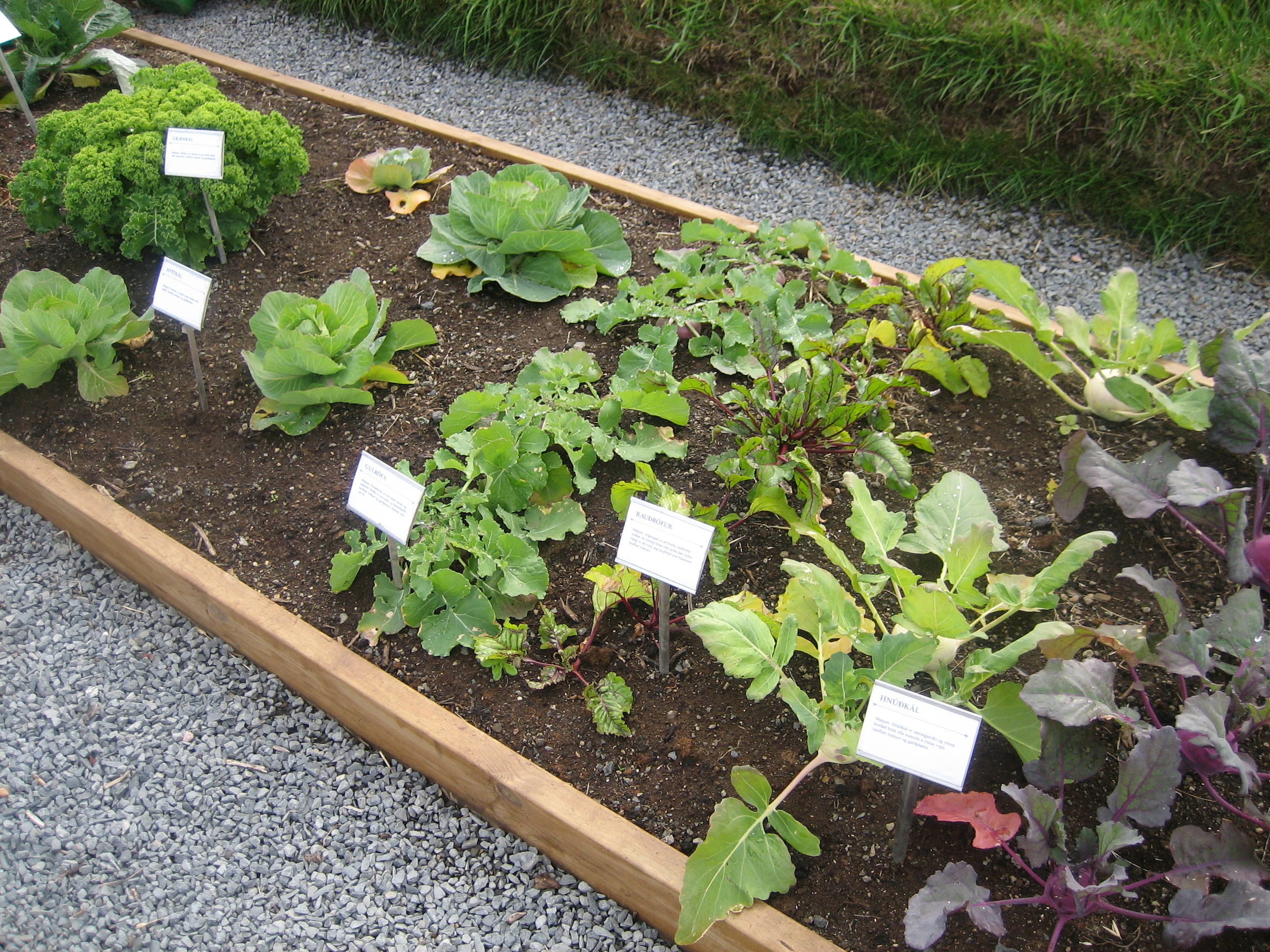 Af íslenskum matjurtum