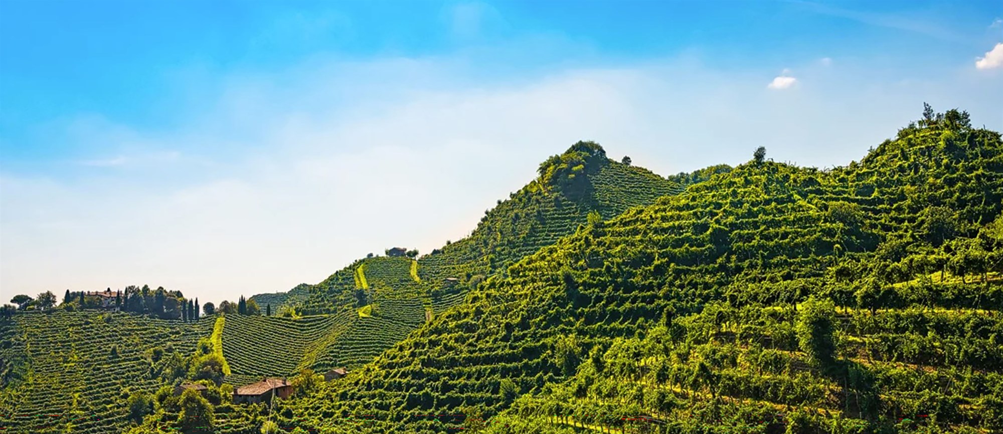 Prosecco-freyðivín í útrýmingarhættu