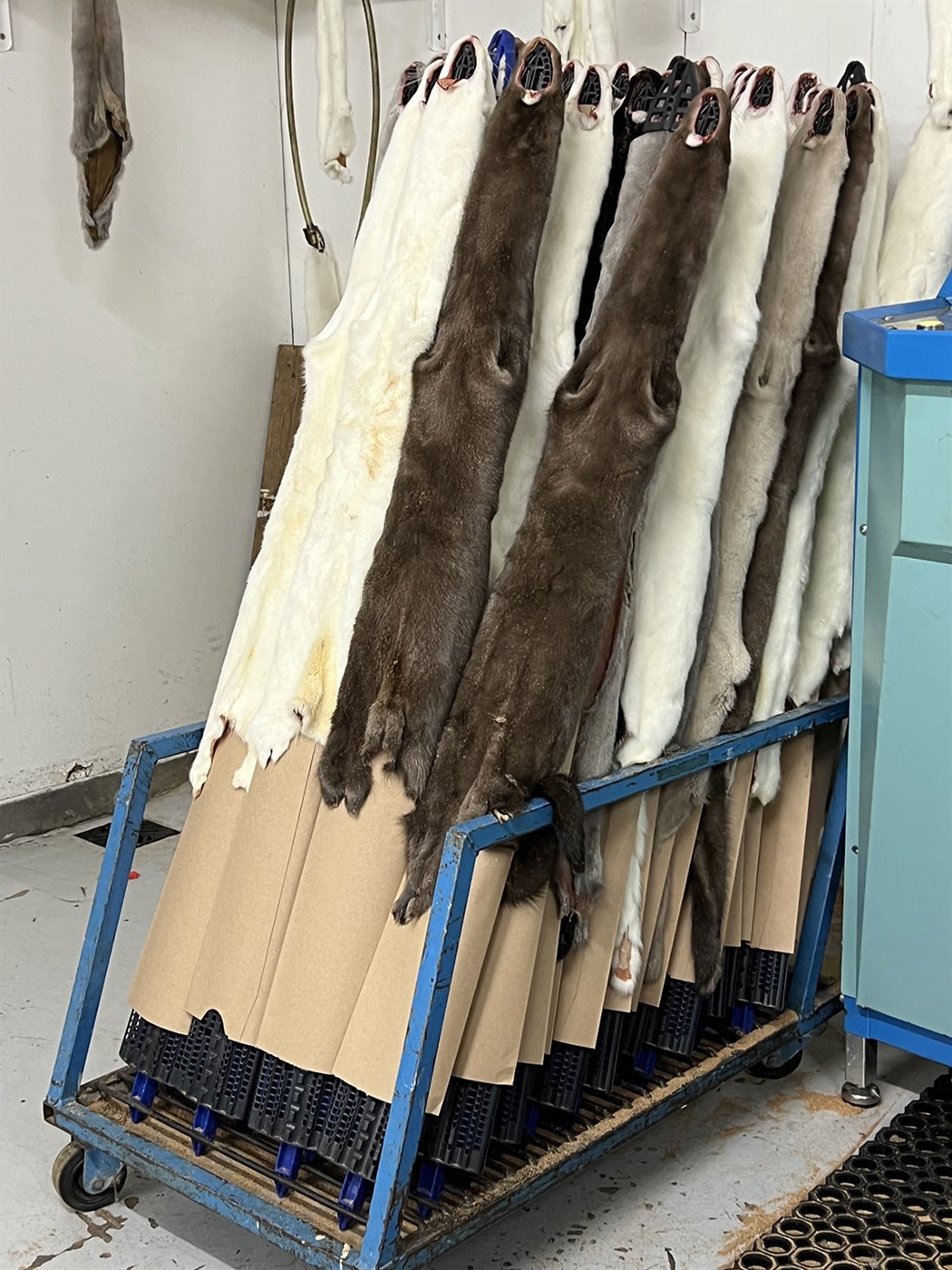 Öll skinn seld undir kostnaðarverði