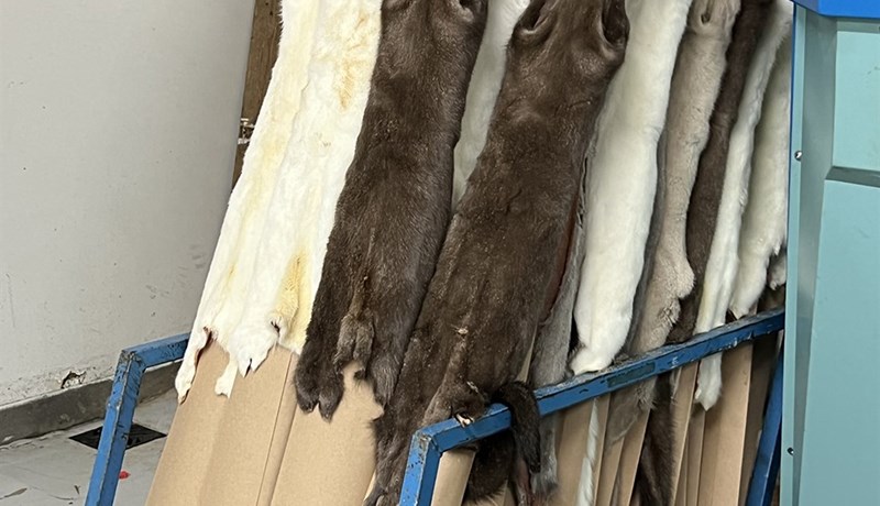 Öll skinn seld undir kostnaðarverði