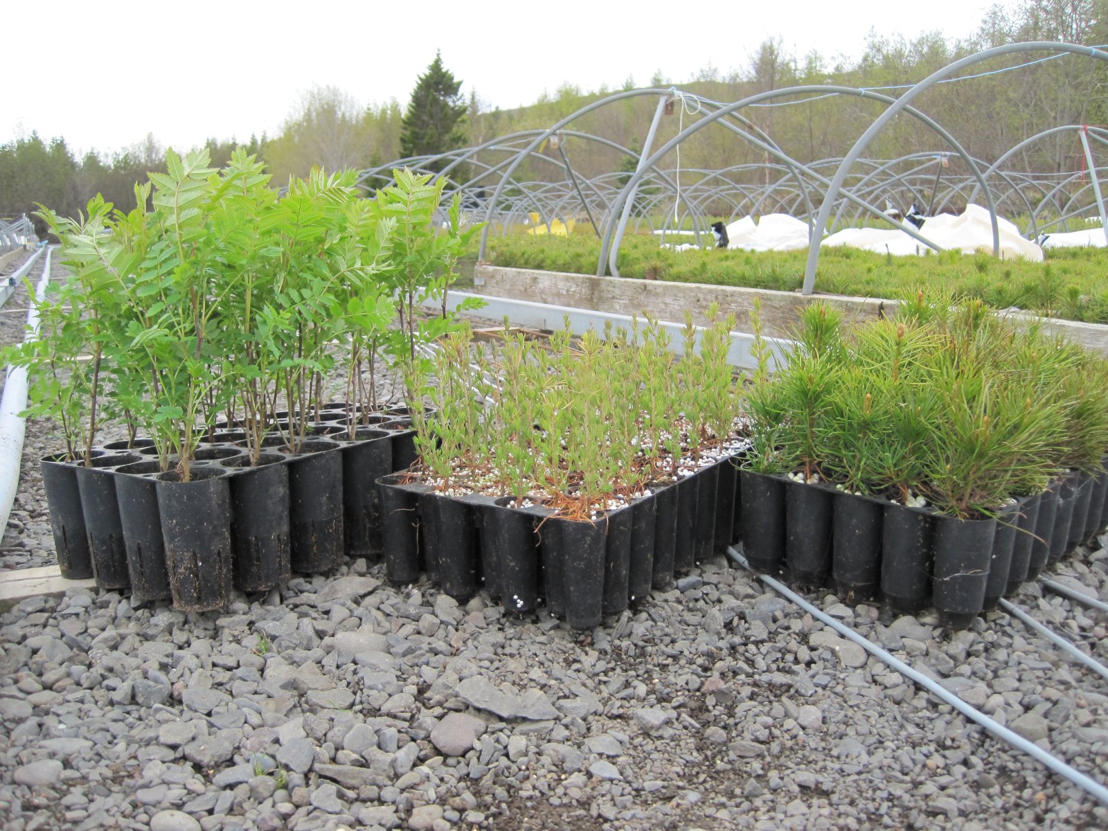 Umhirða skógarplantna heima á hlaði