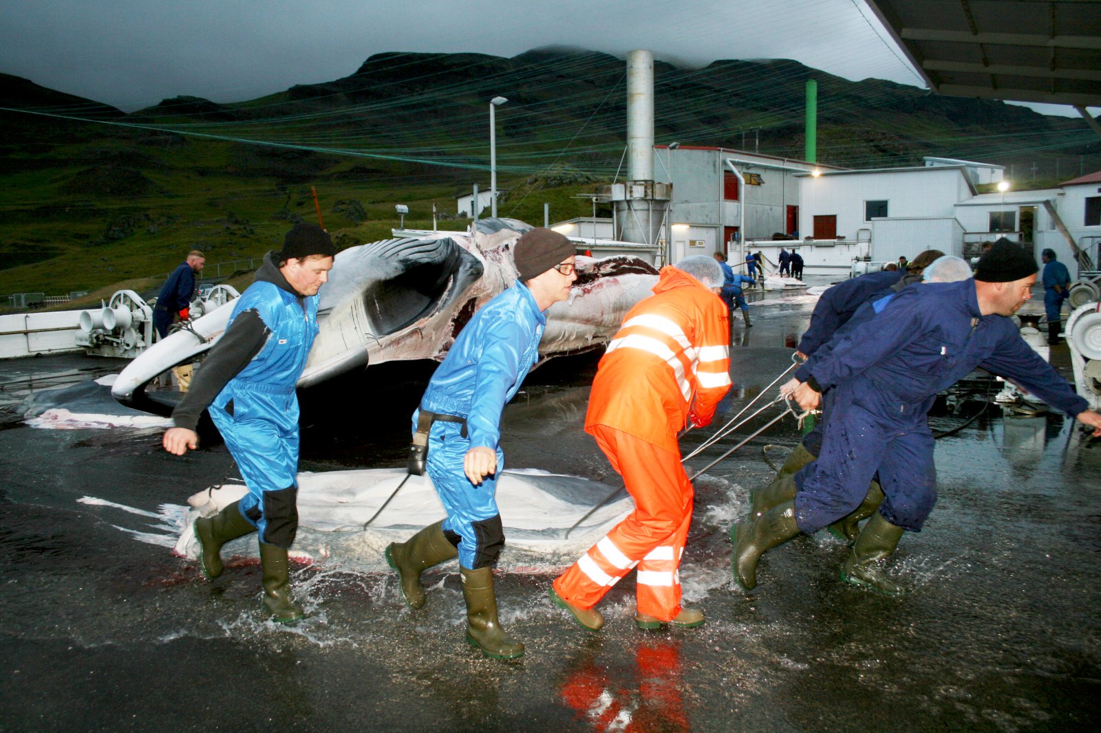 Hvalveiðar skaða lambakjötssölu