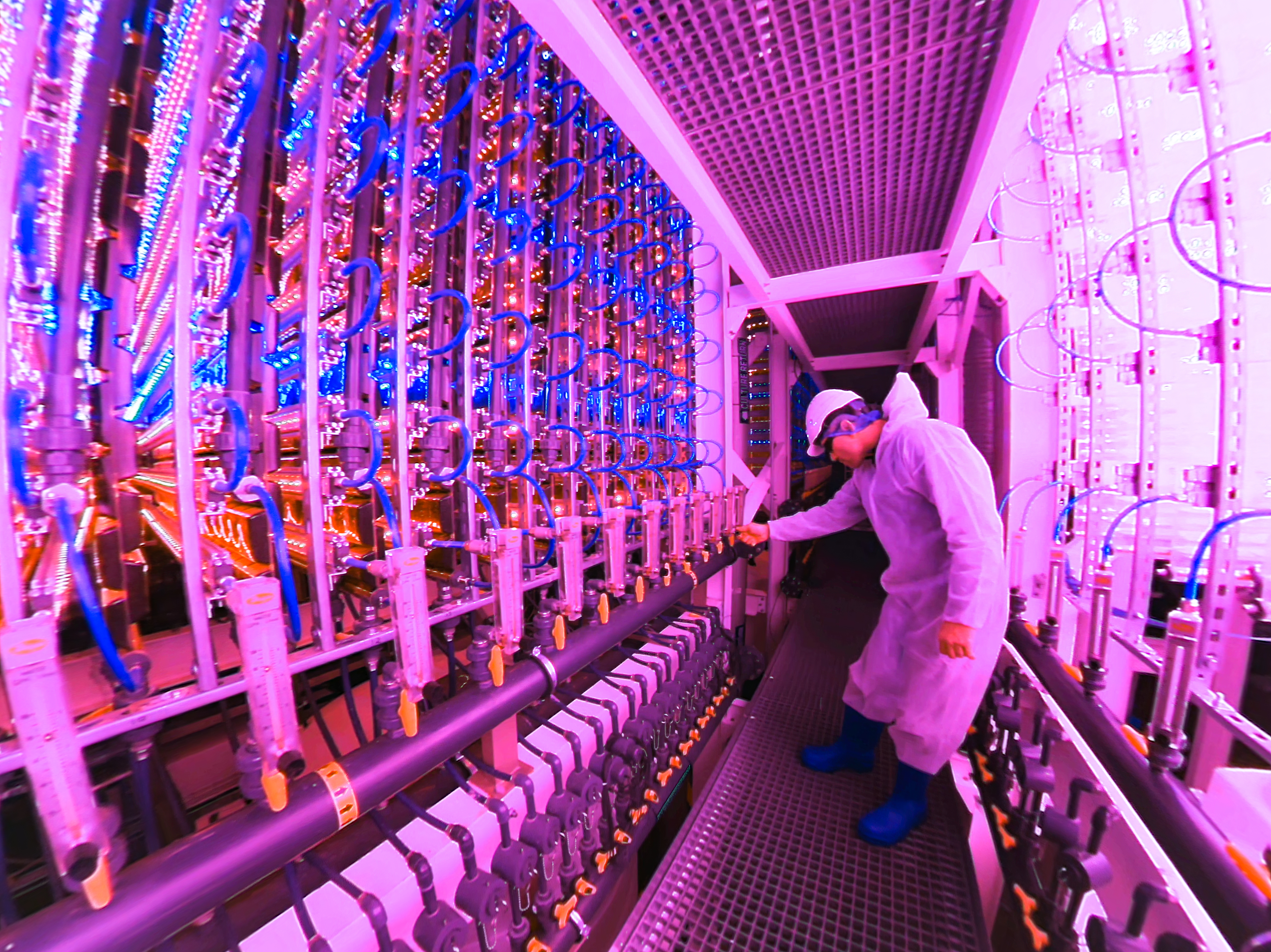 Skordýraborgarar og smáþörungar