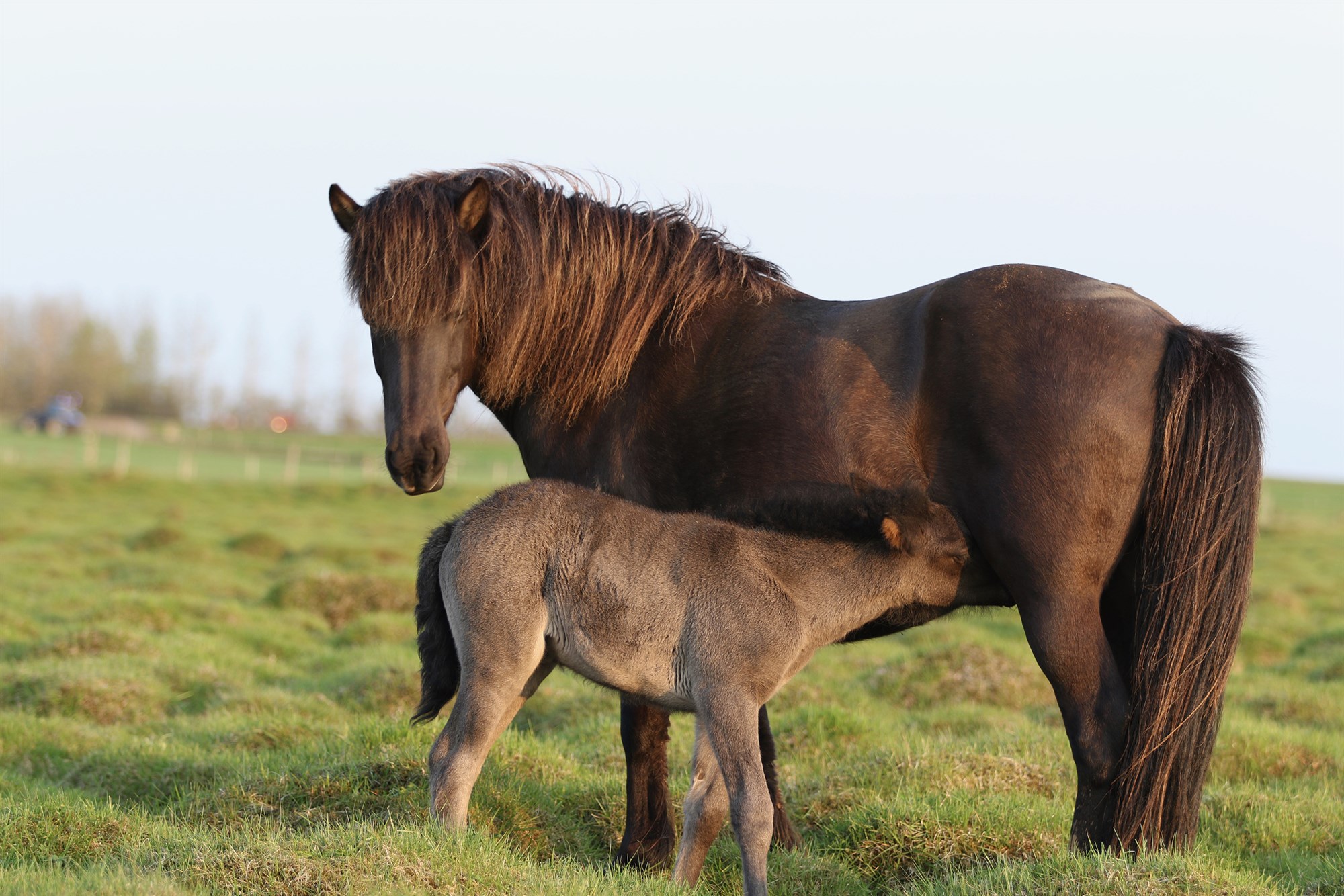Hryssur sem hljóta heiðursverðlaun fyrir afkvæmi árið 2023