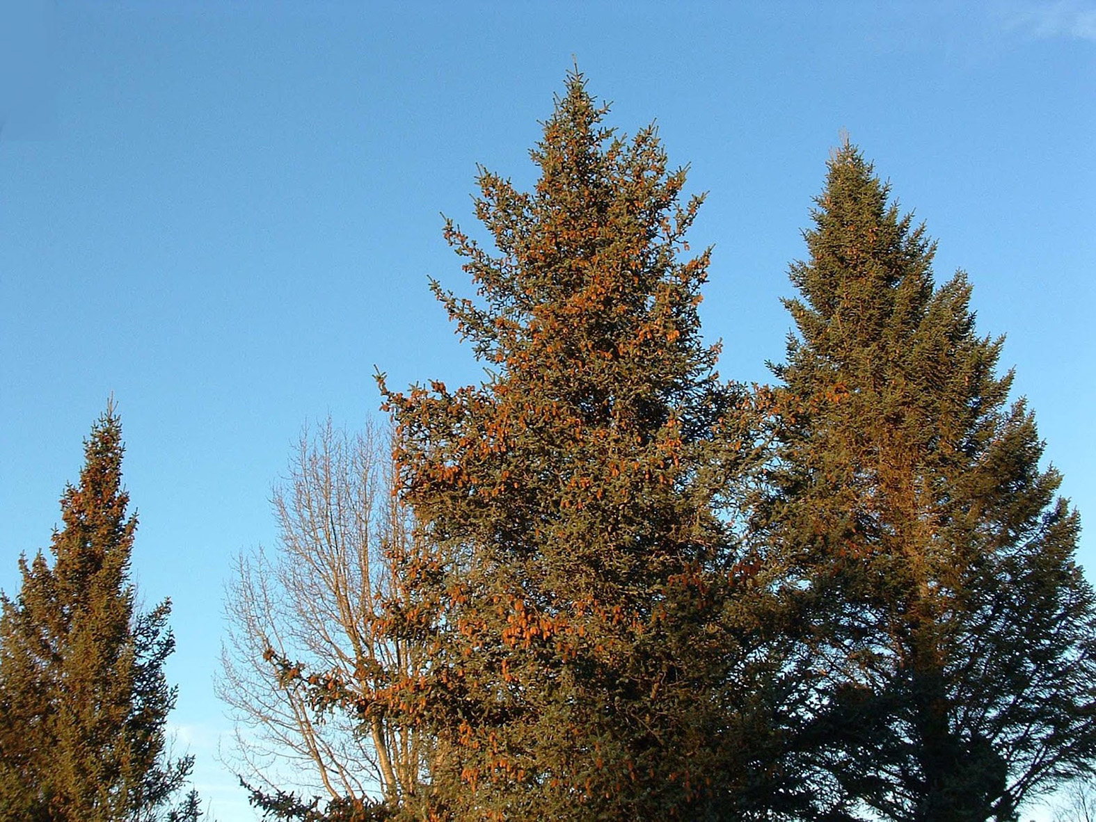 Skakkaföll í skógum