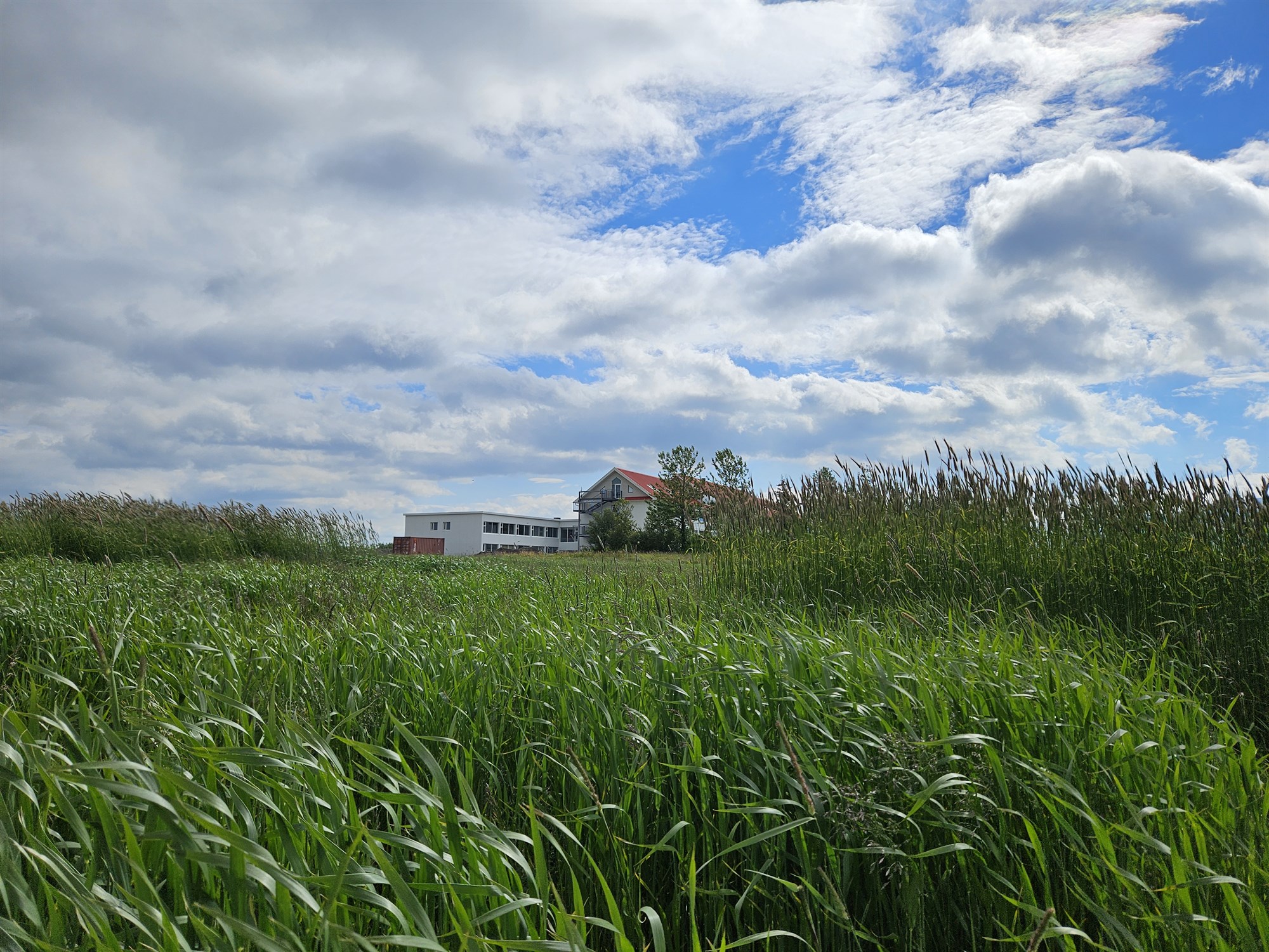 Ræktunartækni vetrarkorns á Íslandi