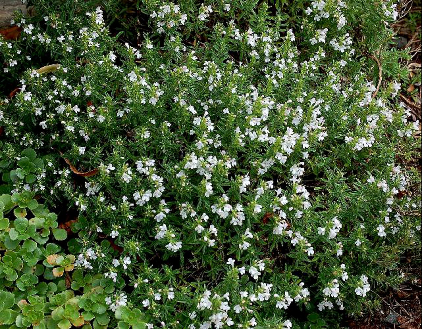 Jurtir Karlamagnúsar – sar