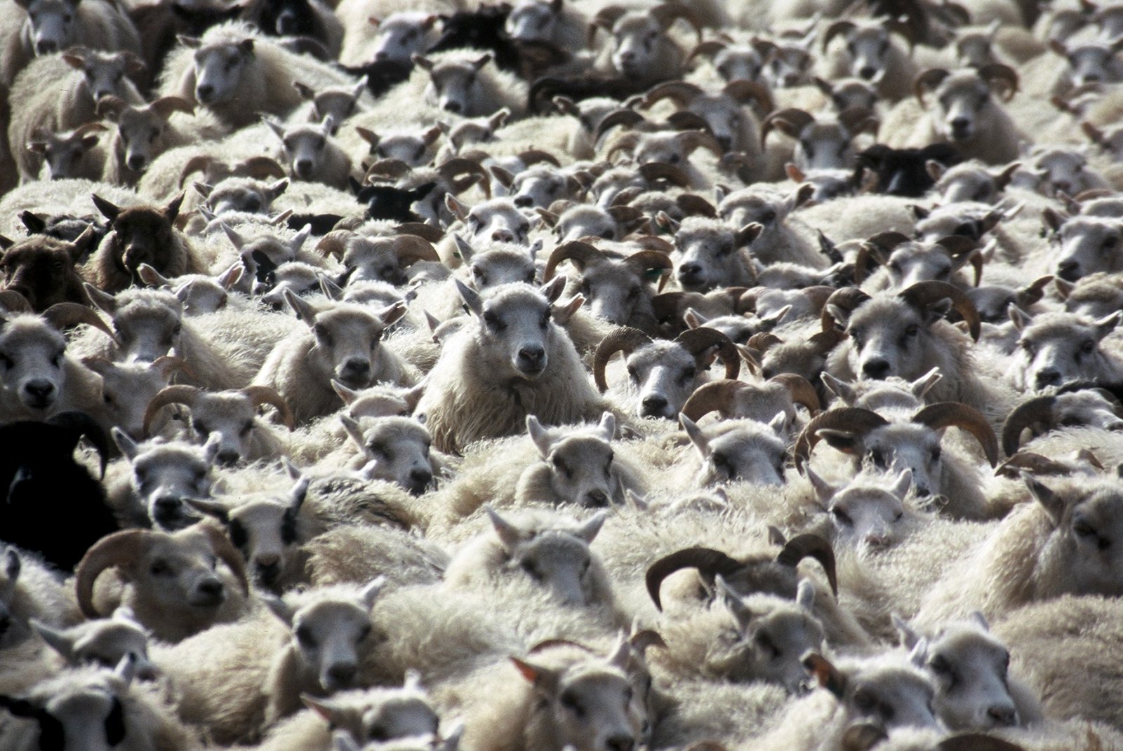 Hvorki heimskt né hjálparvana