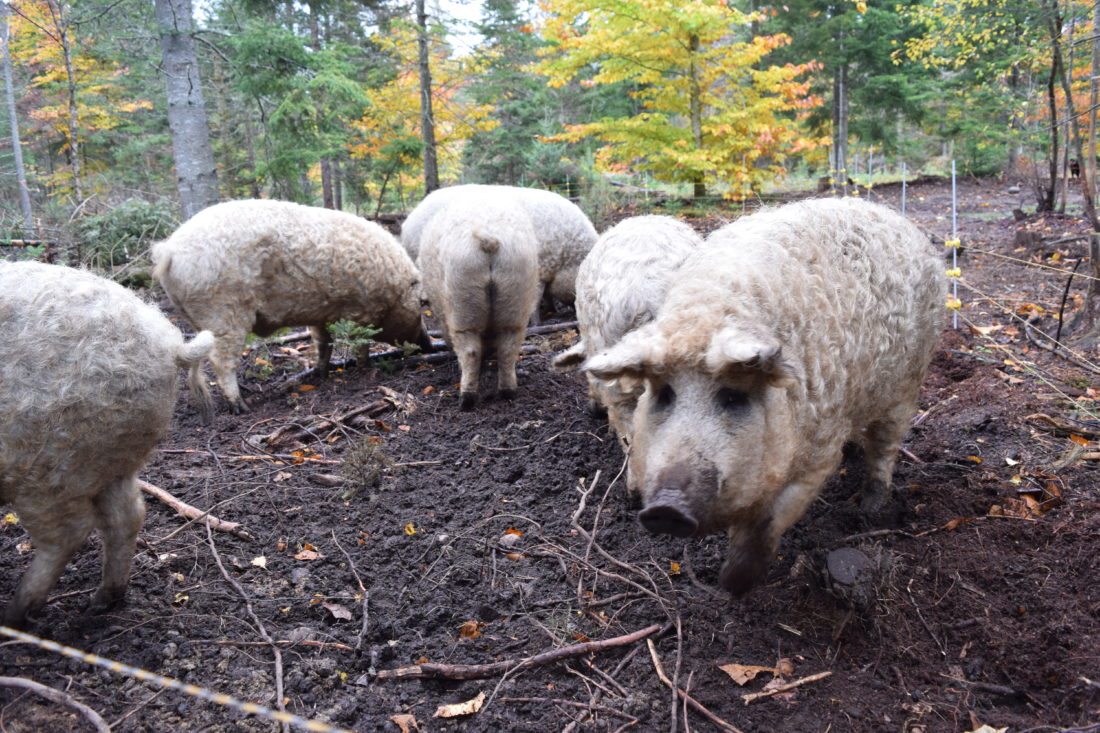 Ungversk kobe-svín í hættu