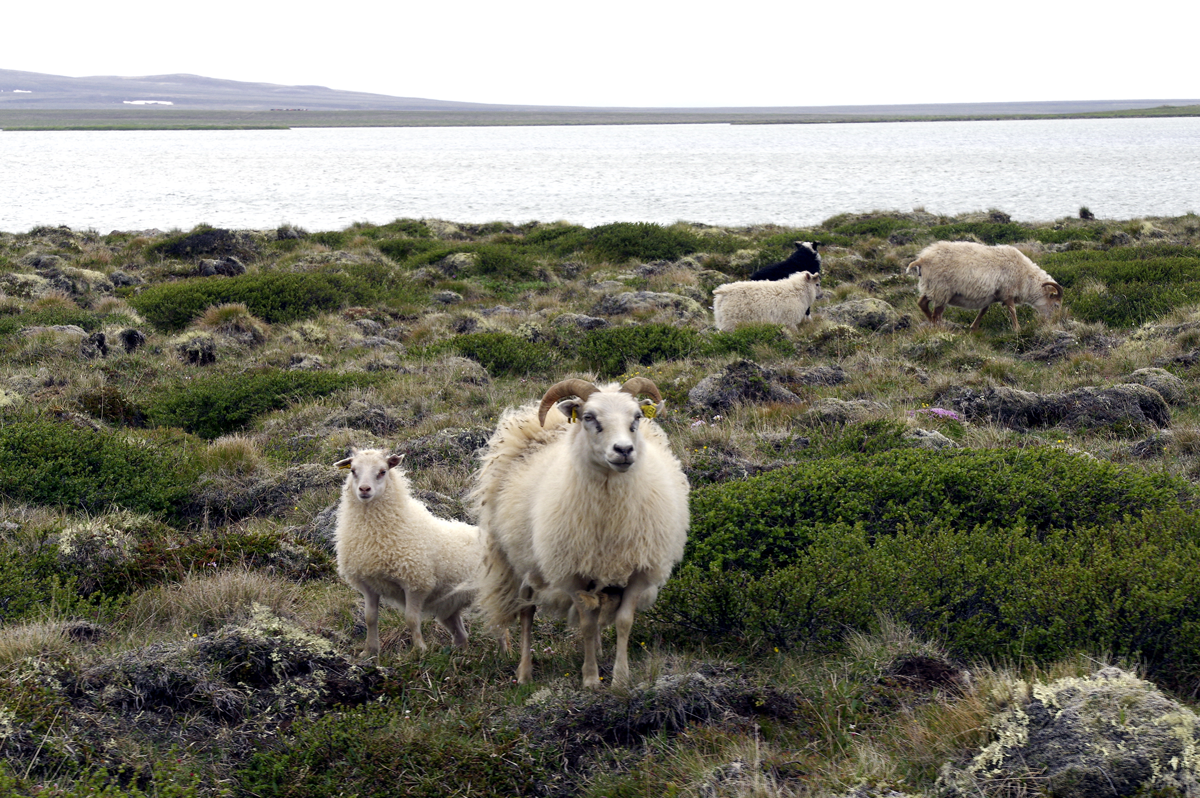 Mótmæla lækkuðu framlagi í viðhald varnargirðinga