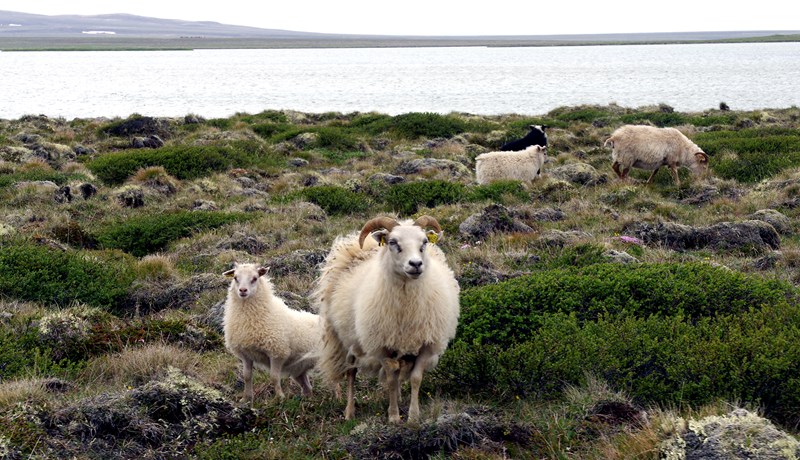 Mótmæla lækkuðu framlagi í viðhald varnargirðinga