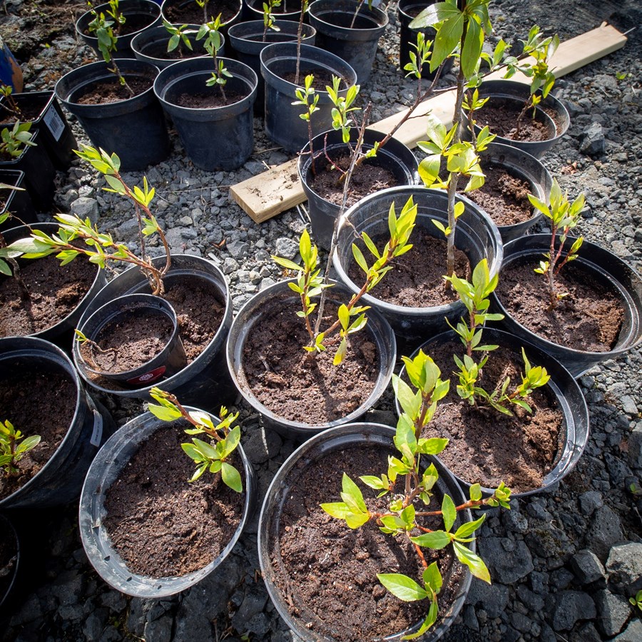 Viðja úr holuskógi íslenskrafræða. / Myndir Sigurður Stefán Jónsson.