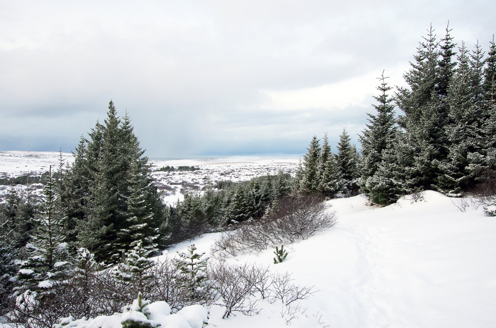Eflum skógrækt á Íslandi