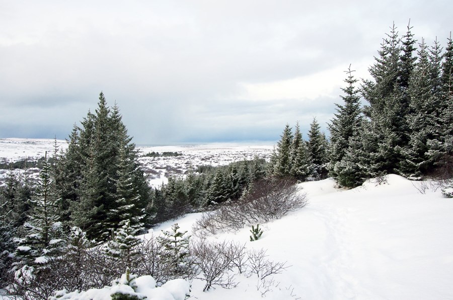 Eflum skógrækt á Íslandi