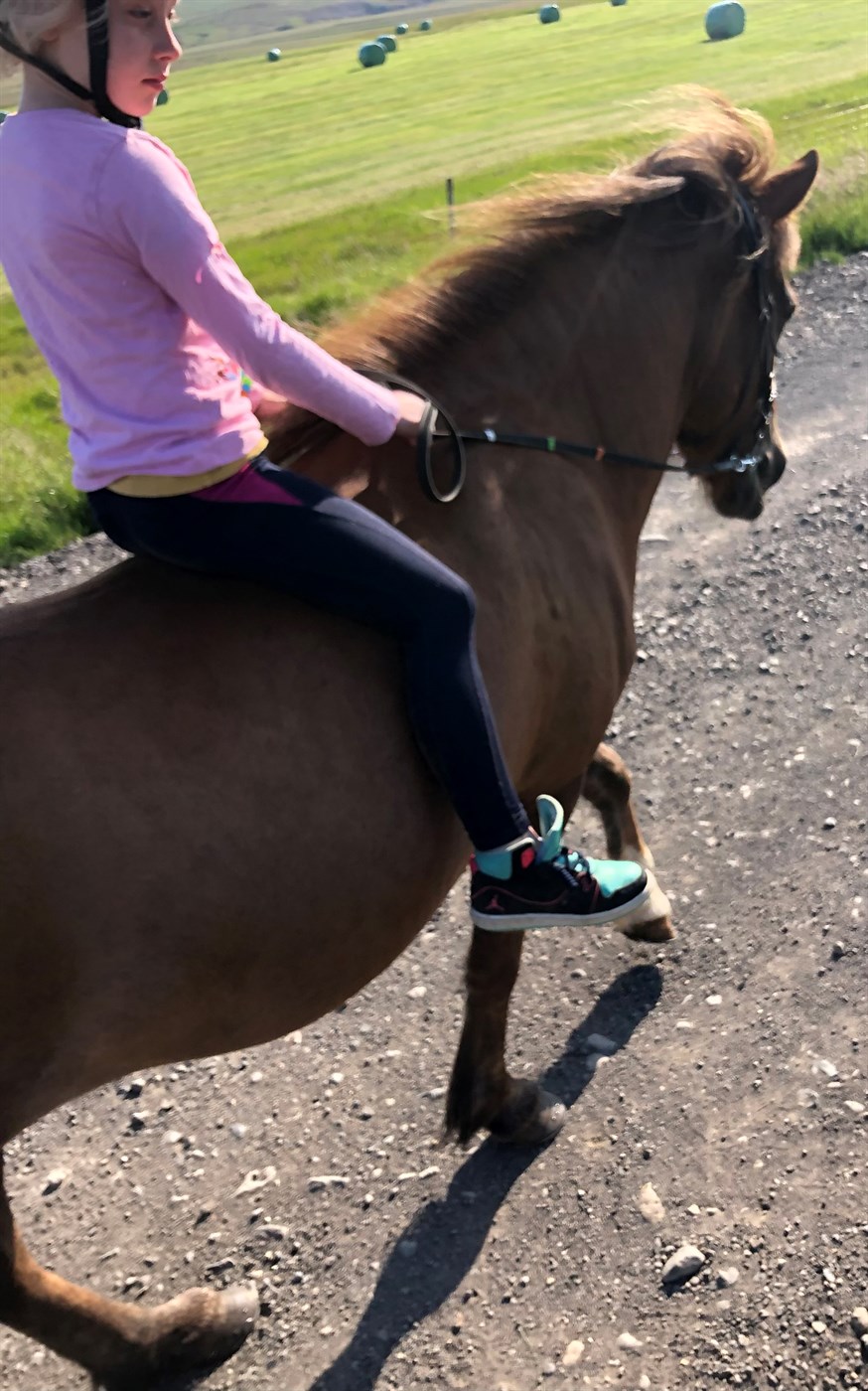 Uppáhaldsdýrin eru hestar og kindin mín