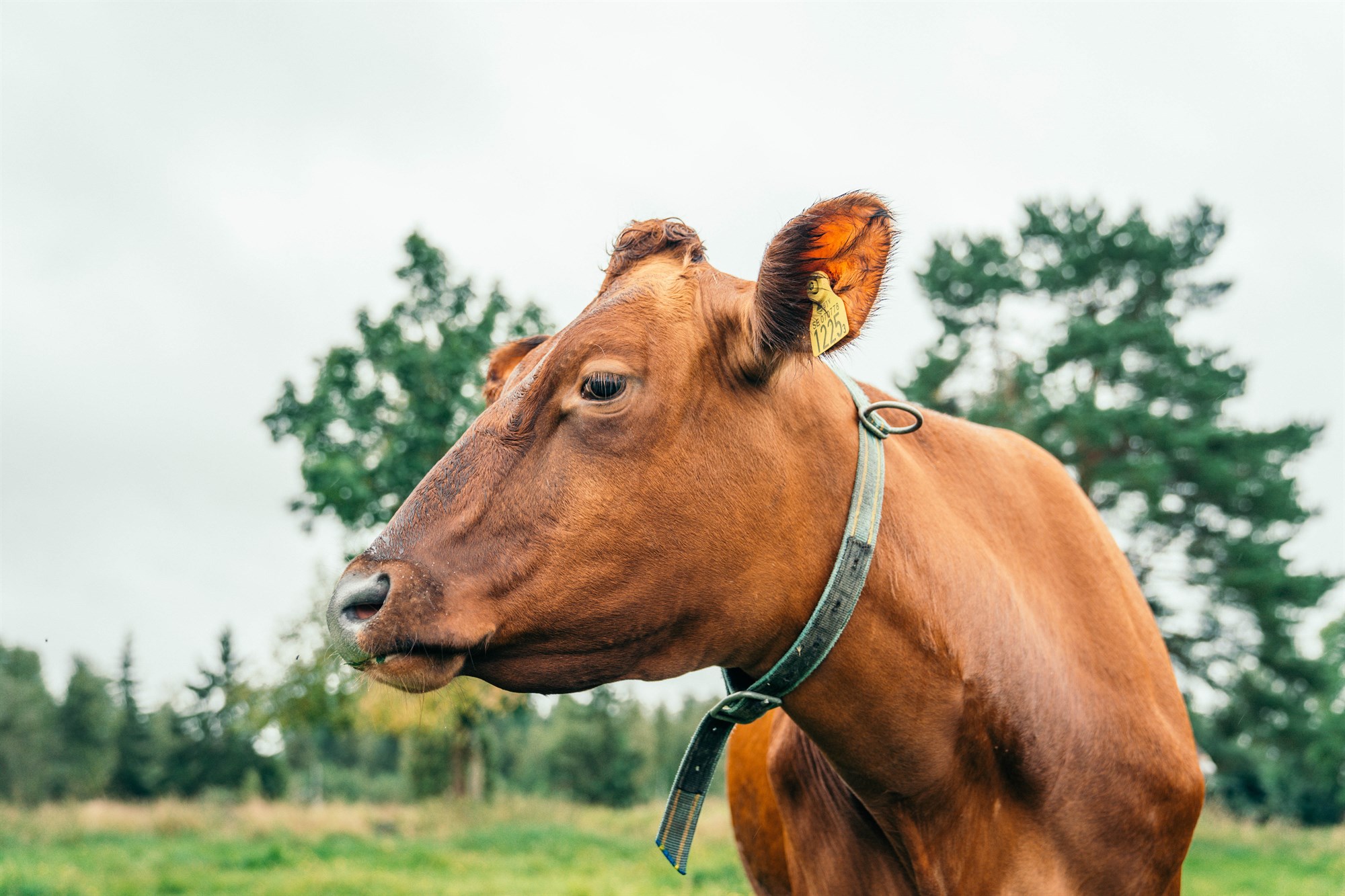 Erlend kúakyn myndu skila mun meiri framlegð