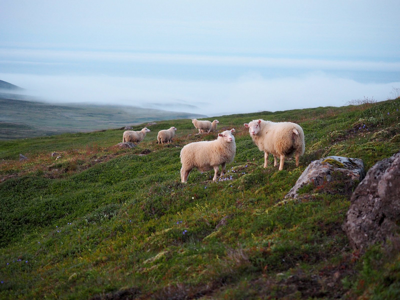 Sauðfjárbændur mótmæla harðlega lækkun afurðaverðs