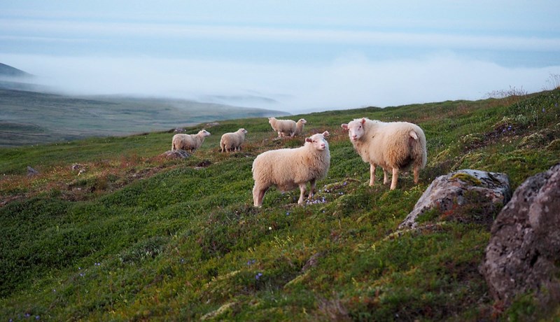 Sauðfjárbændur mótmæla harðlega lækkun afurðaverðs