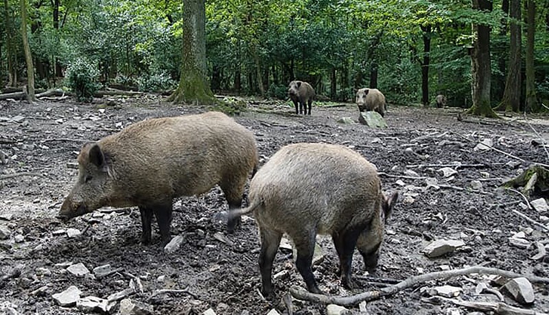 Afríska svínapestin finnst nú í níu ríkjum Evrópusambandsins