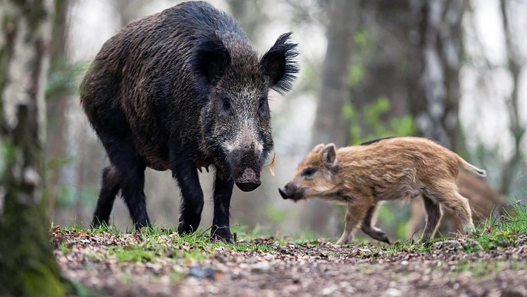 Staðfest að svínapest hefur fundist innan landamæra Þýskalands