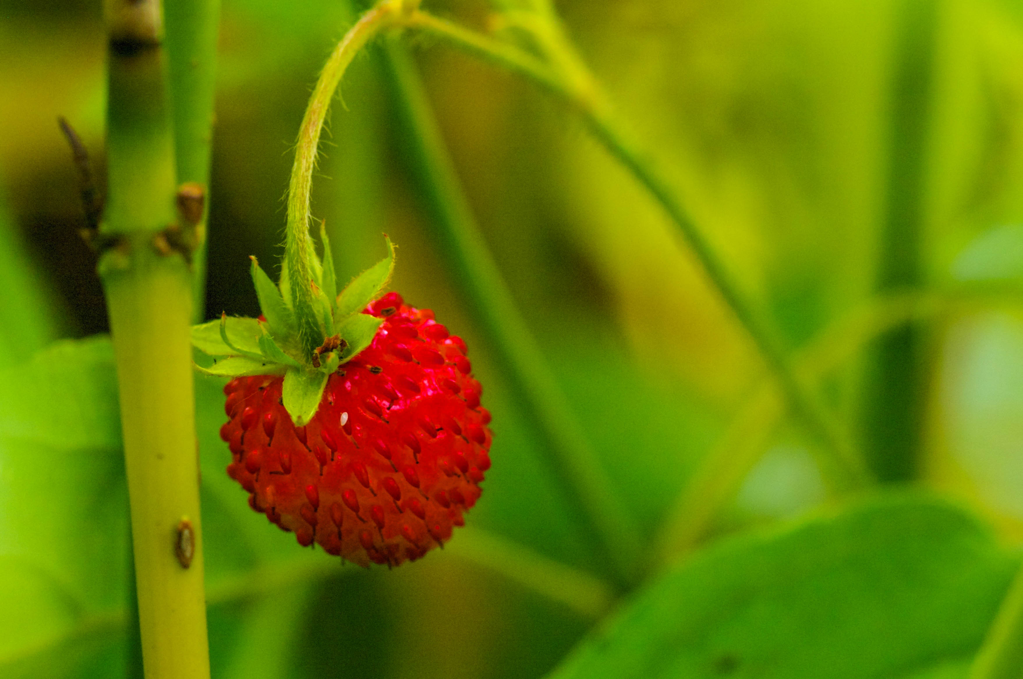 Jarðarber – munúðarfull og lystug