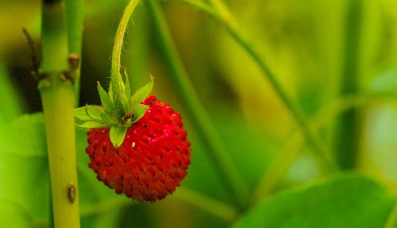 Jarðarber – munúðarfull og lystug
