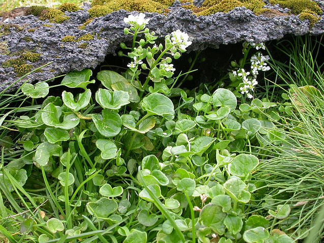 Skarfakál vannýtt, bragðgóð og holl nytjajurt