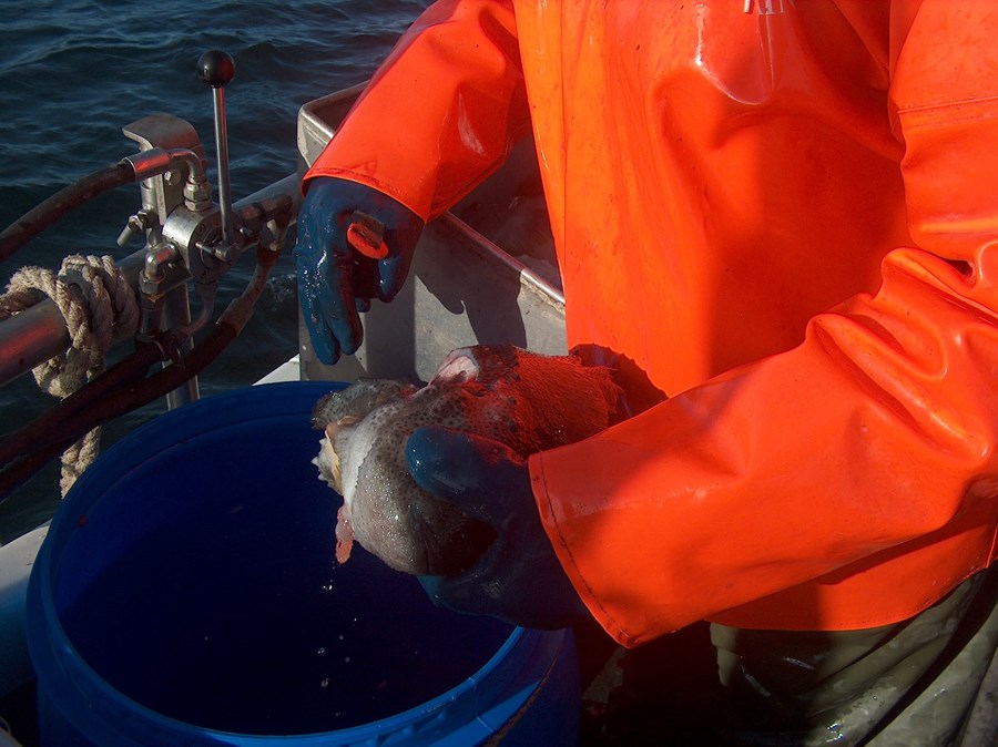 Íslenskir grásleppusjómenn voru með 9.433 tunnur af grásleppuhrognum  á heimsmarkaðnum á síðasta ári. Mynd / Vilmundur Hansen