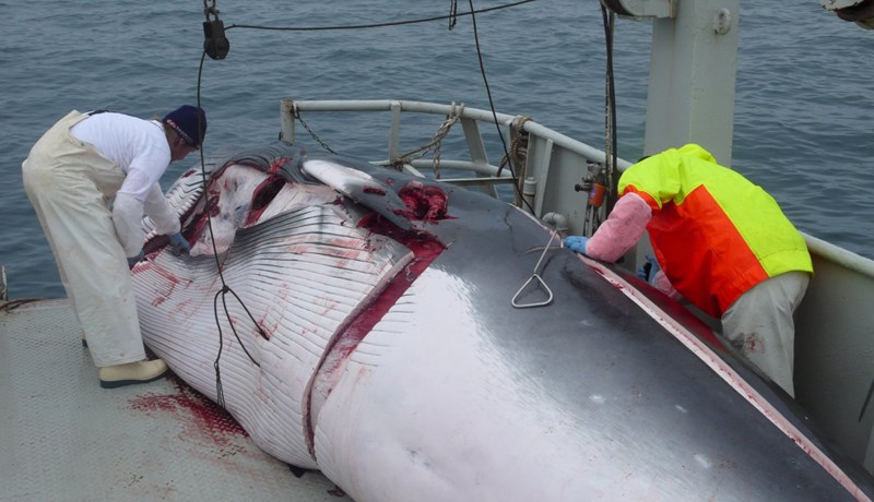 Einungis 17 hrefnum landað á árinu