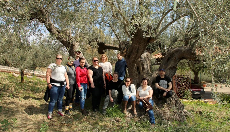 Hágæða ólífuolía af 1000 ára gömlum trjám
