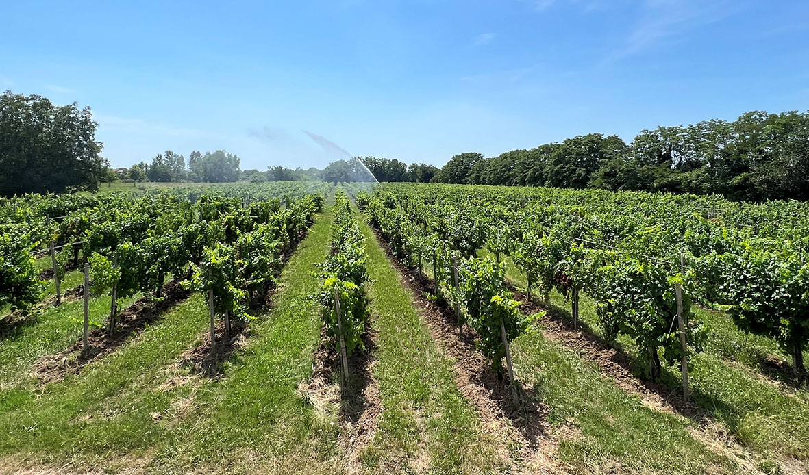 Aukinn stuðningur til vínbænda innan ESB á árinu 2023