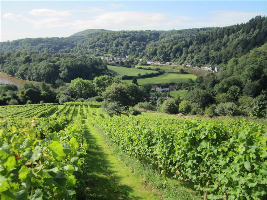 Minnsta vínframleiðsla í Evrópu í 36 ár