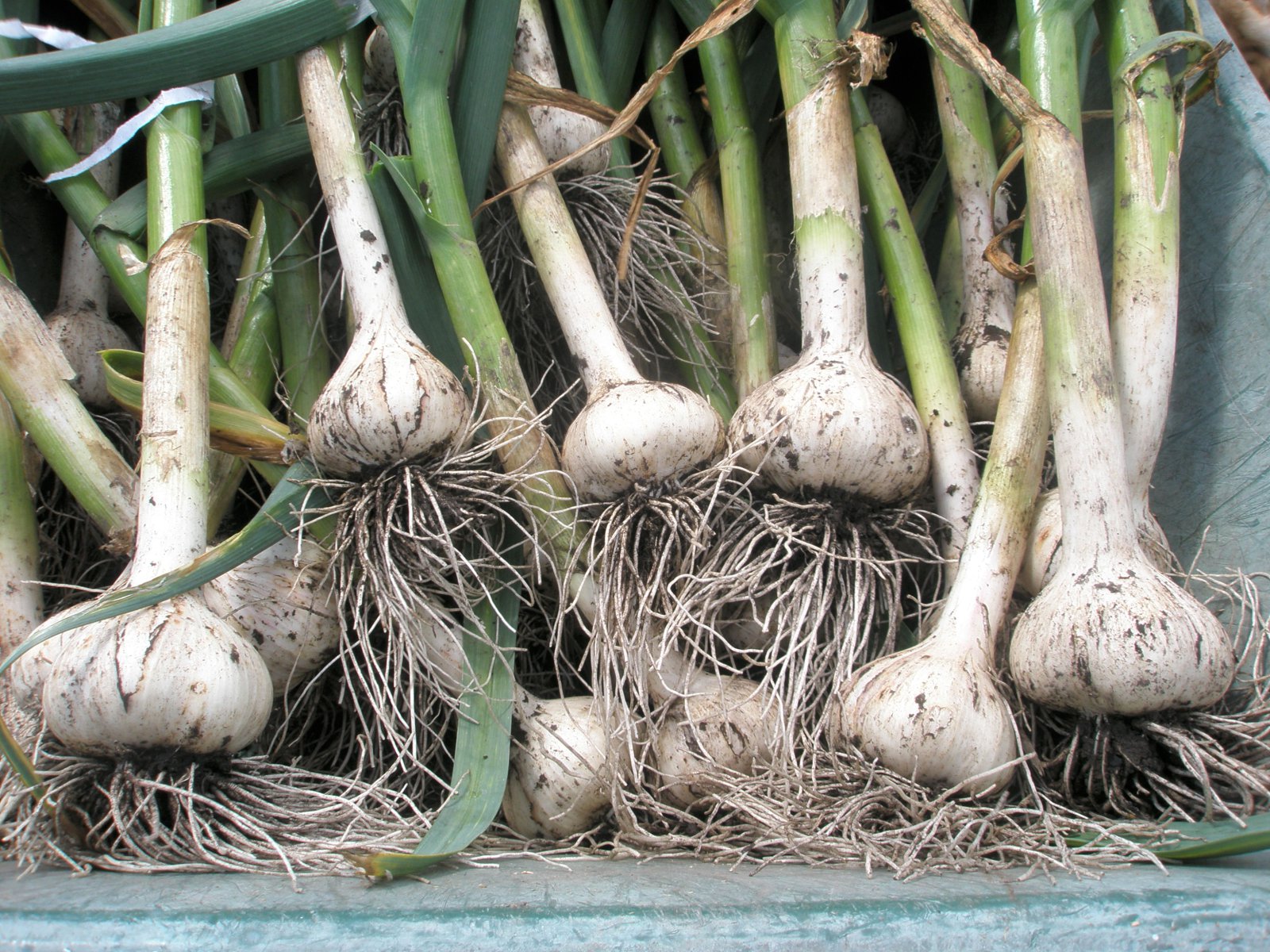 Vinsældir hvítlauks til matar eru alltaf að aukast hér á landi, auk þess sem talsvert er um að fólk rækti sinn hvítlauk sjálft, enda er hann tiltölulega auðveldur í ræktun.