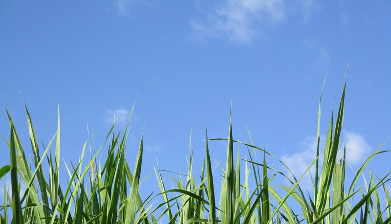 Gras fyrir menn