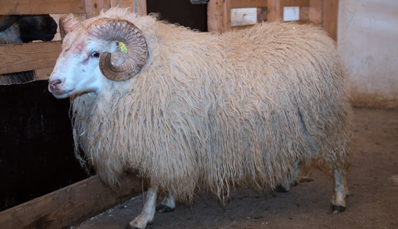Sæði úr Velli frá Snartarstöðum í Núpasveit var vinsælast