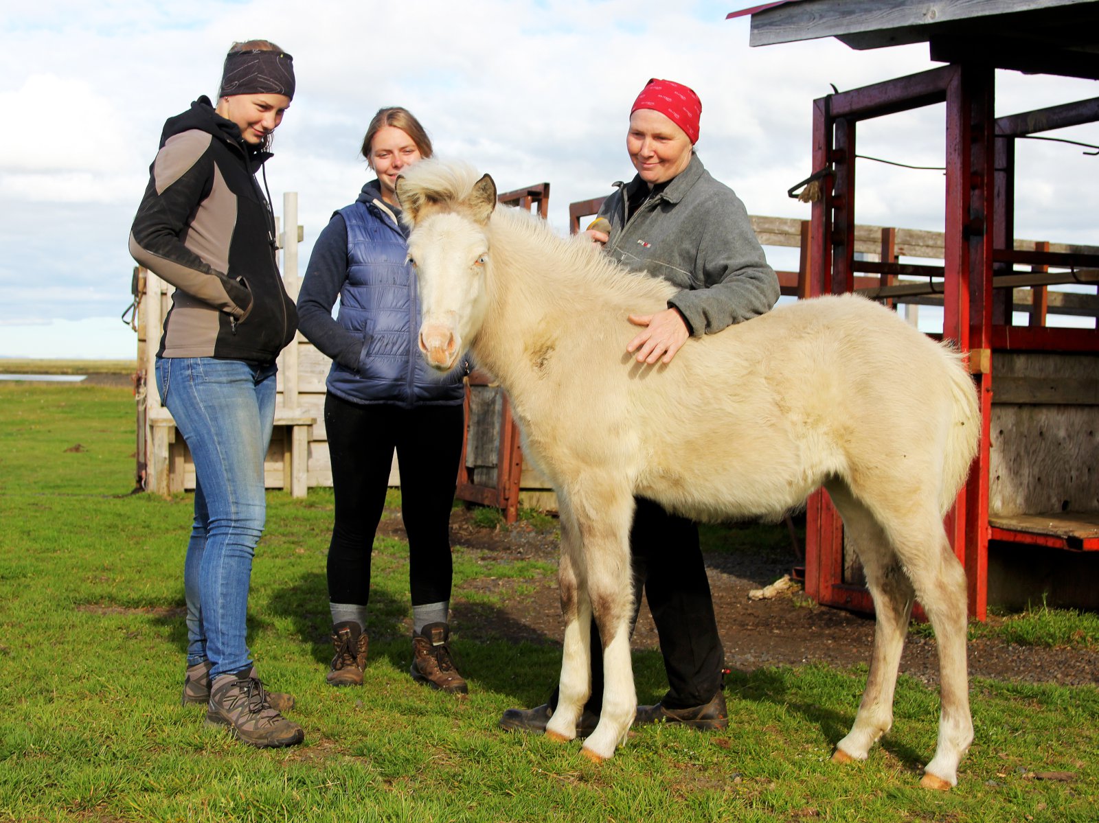 Von frá Ártúnum er folald sumarsins 2016