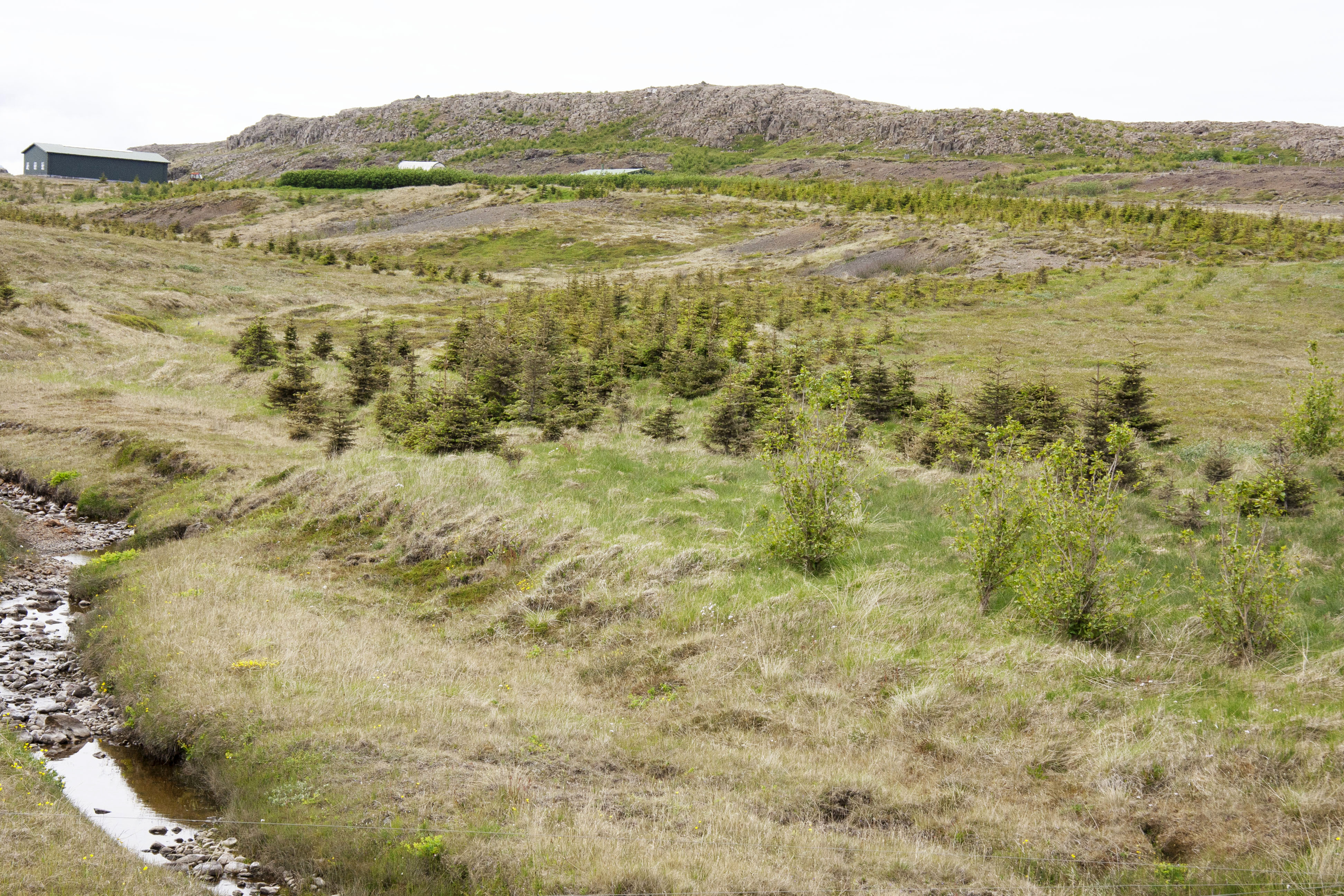 Skógarströnd stendur aftur undir nafni