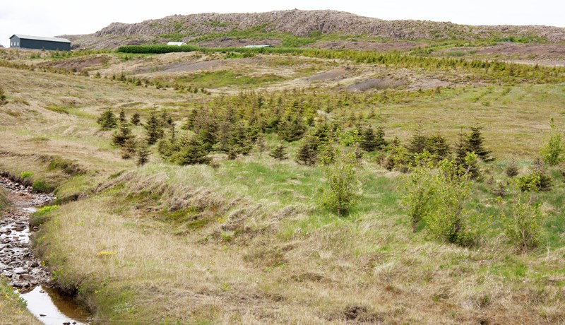 Skógarströnd stendur aftur undir nafni