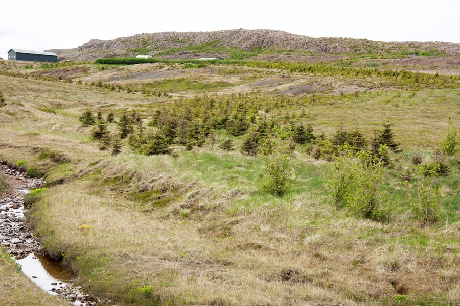 Rísandi nýskógar á Vörðufelli.