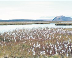 Nýtt verkefni um vottaðar endurheimtaraðgerðir