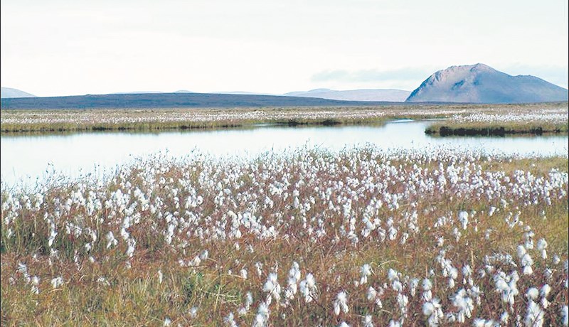 Nýtt verkefni um vottaðar endurheimtaraðgerðir