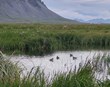Kolefniseiningar úr endurheimt votlendis og nýskógrækt