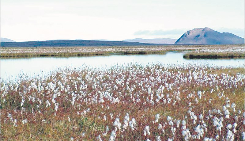 Endurheimt votlendis hafin