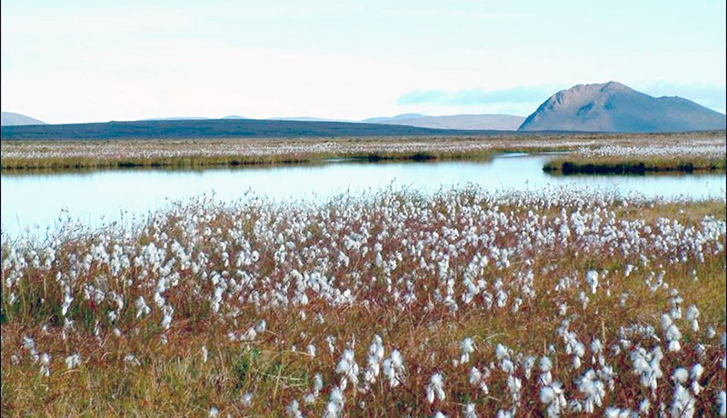 Styrkir til endurheimtar votlendis